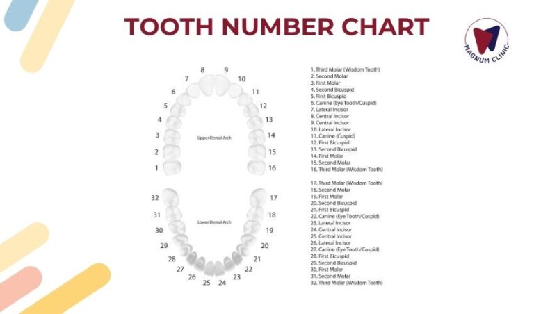 Tooth Chart - Tooth numbers and Name Chart for Adults & Children