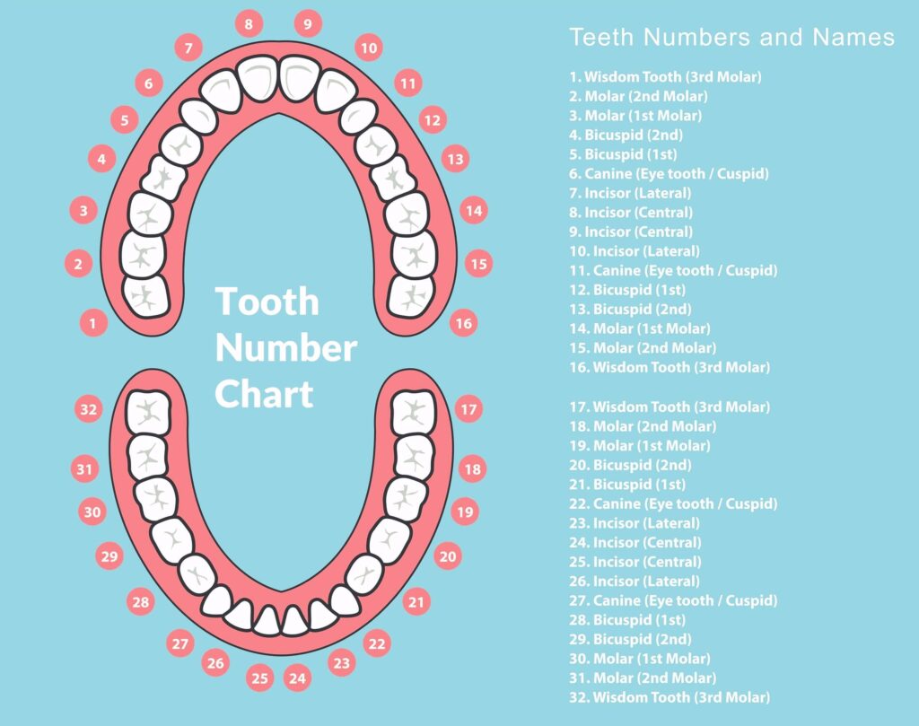 Tooth number and Tooth Name Chart